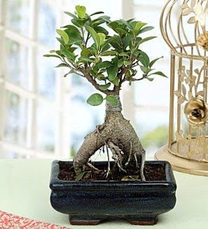Appealing Ficus Ginseng Bonsai  G�lba��na �i�ek , �i�ek�i , �i�ek�ilik 