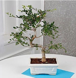 Unique Ulmus S Shaped Bonsai  Ankara G�lba�� hediye �i�ek yolla 