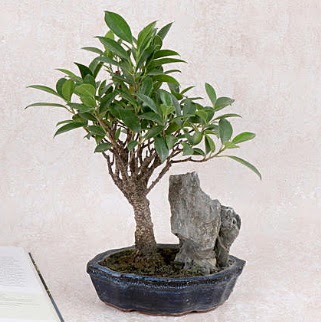 Japon a�ac� Evergreen Ficus Bonsai  G�lba�� �i�ek g�nder cicekciler , cicek siparisi 