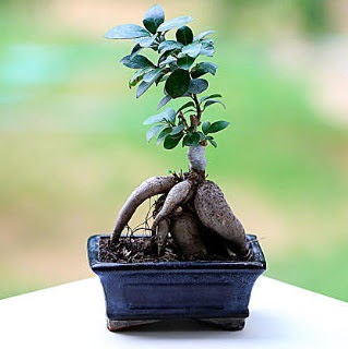 Marvellous Ficus Microcarpa ginseng bonsai  Ankara �i�ek�i G�lba�� �nternetten �i�ek sipari�i 