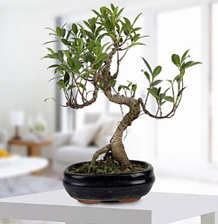 Gorgeous Ficus S shaped japon bonsai  Ankara Glba internetten iek siparii 