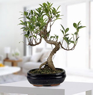 Gorgeous Ficus S shaped japon bonsai  Ankara G�lba�� internetten �i�ek sipari�i 