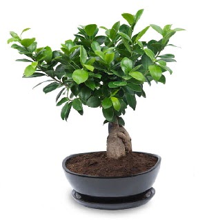 Ginseng bonsai a�ac� �zel ithal �r�n  G�lba�� �i�ek sipari�i yurti�i ve yurtd��� �i�ek sipari�i 