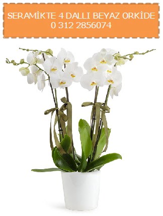 Seramikte 4 dall beyaz orkide  Glba iek yolla online ieki , iek siparii 