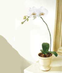  Ankara Glba 14 ubat sevgililer gn iek  Saksida kaliteli bir orkide