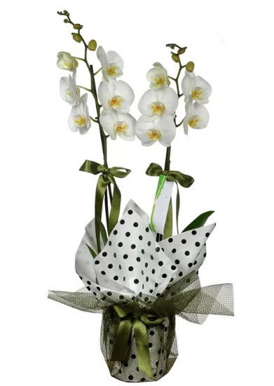 ift Dall Beyaz Orkide  Ankara Glbandaki iekiler ankara iek sat 