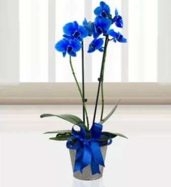 ift dall mavi orkide  Ankara Glba hediye sevgilime hediye iek 