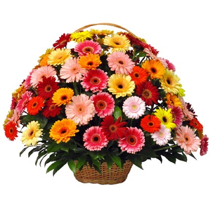 Kar���k renkli b�y�k gerbera sepet aranjman�  G�lba�� �i�ek g�nder cicekciler , cicek siparisi 