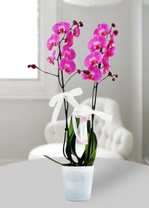 ift dall mor orkide  Glba iek yolla online ieki , iek siparii 