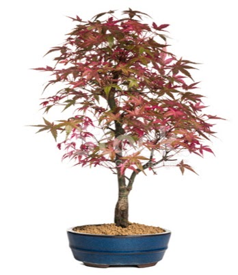 Ak�aa�a� bonsai s�per bonsai a�ac�  G�lba�� Ankara �i�ek yolla 
