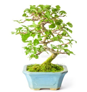 S zerkova bonsai ksa sreliine  Ankaradaki iekiler Glba cicek , cicekci 