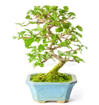 S zerkova bonsai k�sa s�reli�ine  Ankaradaki �i�ek�iler G�lba�� cicek , cicekci 