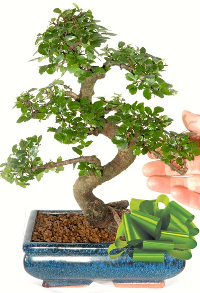 Yakla��k 25 cm boyutlar�nda S bonsai  G�lba�� �i�ek�i g�venli kaliteli h�zl� �i�ek 