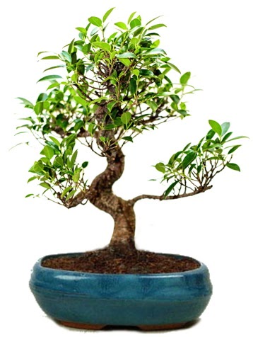 25 cm ile 30 cm aral���nda Ficus S bonsai  G�lba�� �i�ek g�nder cicekciler , cicek siparisi 