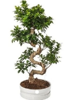 90 cm ile 100 cm civar� S peyzaj bonsai  G�lba�� �i�ek g�nder cicekciler , cicek siparisi 