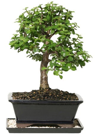 15 cm civar Zerkova bonsai bitkisi  Glba ieki gvenli kaliteli hzl iek 