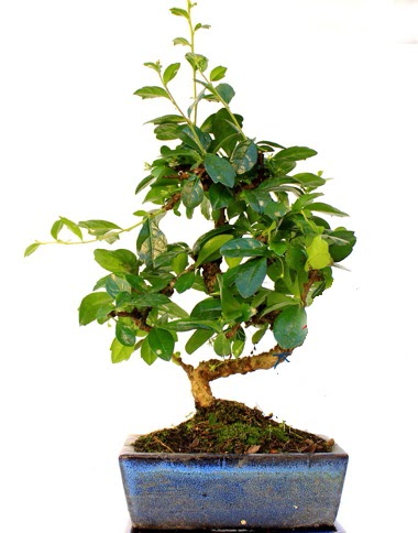Bonsai Minyat�r A�a� Bonzai S G�vde  G�lba�� �i�ek sipari�i yurti�i ve yurtd��� �i�ek sipari�i 