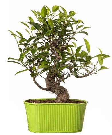 Ficus S g�vdeli muhte�em bonsai  G�lba�� �i�ek�i g�venli kaliteli h�zl� �i�ek 
