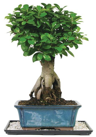 Bonsai Ginsing Grafted Ficus Bonsai  Ankara G�lba�� �i�ek�i uluslararas� �i�ek g�nderme 
