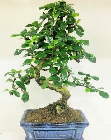 Zelkova S g�vdeli Minyat�r a�a� Bonzai  Ankara G�lba�� 14 �ubat sevgililer g�n� �i�ek 