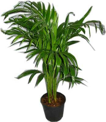  �i�ek�i G�lba�� �i�ek�i ma�azas�  Areca palm  