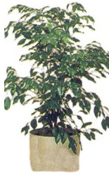  G�lba�� �i�ek yolla , �i�ek g�nder , �i�ek�i   Ficus benjamin 