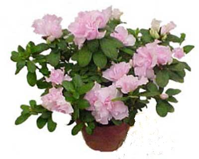  �i�ek�i G�lba�� �i�ek�i ma�azas�  Rhodendron latince A�elya 