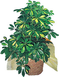  G�lba�� �i�ek yolla , �i�ek g�nder , �i�ek�i   Schefflera gold 