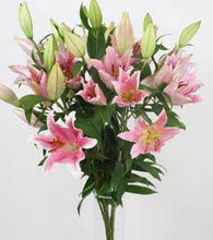 G�lba�� ankara �i�ek servisi , �i�ek�i adresleri  5 Pembe lilyum kazablanka buket �i�ek modeli
