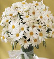  G�lba�� �i�ek�i telefonlar�  mika yada cam vazoda papatya tanzim