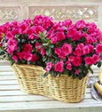  G�lba�� �i�ek kaliteli taze ve ucuz �i�ekler  Iki adet a�elya sepette