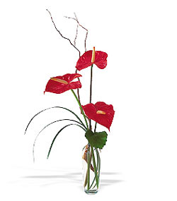  Gölbaşı çiçekçi güvenli kaliteli hızlı çiçek  cam yada mika Vazoda 3 adet  antoryum