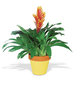  G�lba�� �i�ek�i telefonlar�  Exotic Bromeliad ithal saksi