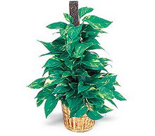  G�lba�� ucuz �i�ek g�nder  Golden Pothos ithal saksi