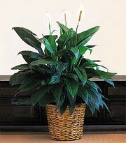  Ankara G�lba�� hediye �i�ek yolla  Large Spathiphyllum