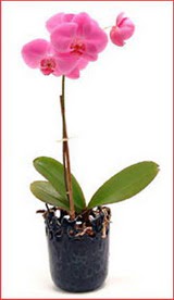  G�lba�� �i�ek�iler  �i�ek sipari�i sitesi  Phalaenopsis Orchid Plant