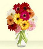  Ankara çiçekçiler Gölbaşı online çiçek gönderme sipariş  cam yada mika vazoda 15 özel gerbera