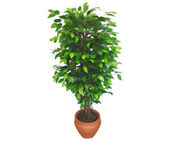 Ficus Benjamin 1,50 cm   G�lba��na �i�ek , �i�ek�i , �i�ek�ilik 
