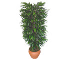  G�lba�� �i�ek�i g�venli kaliteli h�zl� �i�ek  �zel Mango 1,75 cm y�ksekliginde