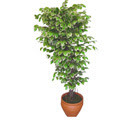 Ficus �zel Starlight 1,75 cm   G�lba�� Ankara �i�ek yolla 