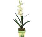Özel Yapay Orkide Beyaz   Ankara Gölbaşı çiçek siparişi vermek 