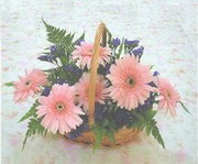 gerbera �i�eklerinde sepet   Ankara G�lba�� �i�ek�i uluslararas� �i�ek g�nderme 