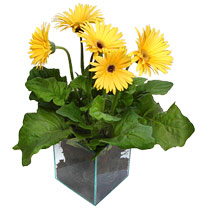 9 adet gerbera �i�egi ve cam tanzim  G�lba�� Ankara �i�ek yolla 