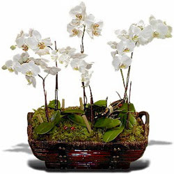  Gölbaşı çiçek online çiçek siparişi  Sepet içerisinde saksi canli 3 adet orkide