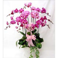  Ankara Gölbaşı çiçek gönderme  3 adet saksi orkide  - ithal cins -