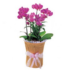 Ankara çiçekçi Gölbaşı İnternetten çiçek siparişi  saksi iiçerisinde 3 dal orkide