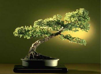 ithal bonsai saksi �i�egi  G�lba�� �i�ek kaliteli taze ve ucuz �i�ekler 