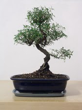 ithal bonsai saksi �i�egi  Ankara �i�ek�i G�lba�� �nternetten �i�ek sipari�i 