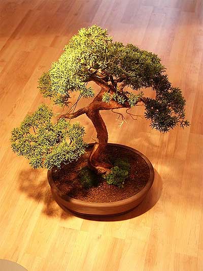ithal bonsai saksi �i�egi  G�lba�� �i�ek�iler  �i�ek sipari�i sitesi 