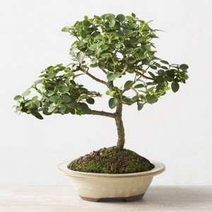 ithal bonsai saksi �i�egi  Ankara G�lba�� hediye �i�ek yolla 